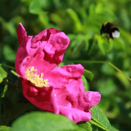 Appartement Strandeck 06